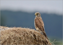 <p>POŠTOLKA OBECNÁ (Falco tinnunculus) /Common kestrel - Turmfalke/</p>